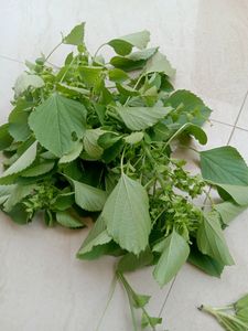 Bhirgaraj Leaf