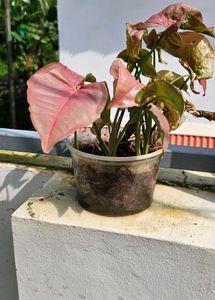 Set Of 3 Well Rooted Pink Synchonium Plants