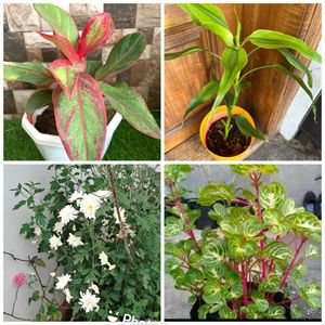 Four Healthy Plants Combo