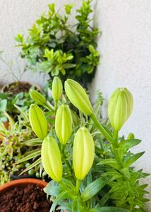 Aciatic lily 5 Plants