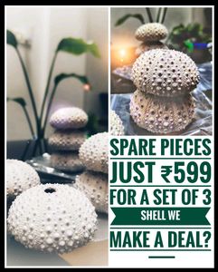 Urchin Shells - Rare