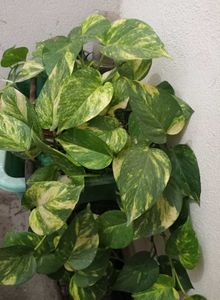 Combo Of 3 Plants @ Low Price