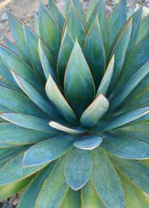 Combo Of Two Plants