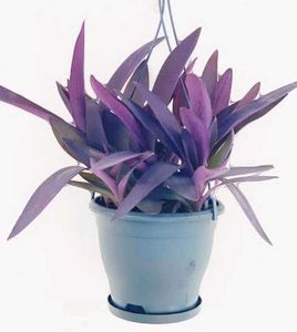 Beautiful Purple Plants