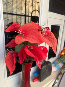 Red Anthurium Arrangement