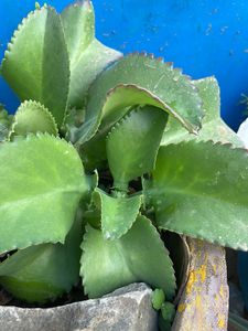 Thousand Of Treen 2 Of Combo Without Container