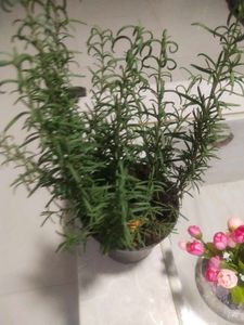 Rose Mary Plant With Root
