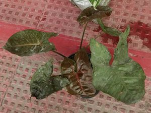 Set 2 Neverneve Andarrowhead vine Plants