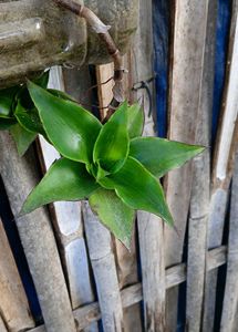 Mixed Verity Of Plants
