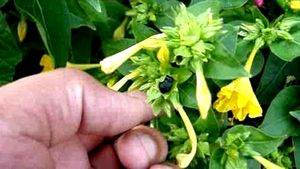 Unique 5o&#39;clock 🕔Yellow 💛 Colour Flower Seeds.