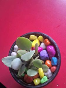 Adorable Potted Succulent with Colorful Stones