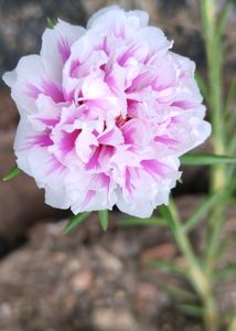 ALL 5 FLOWER CUTTING