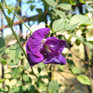 5 Petal Blue Coloured Gokarn SEEDS