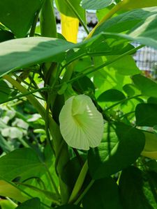 White Aparajita Seeds