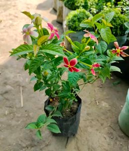 Madhu Malti Lata Flower Plant,with Root