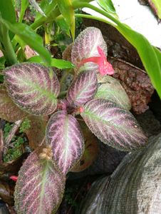 Episcia Plant