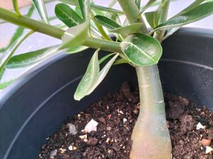 Live Plants (Rate: 150-350/-)