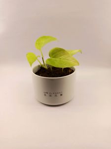 Branded Multipurpose pot
