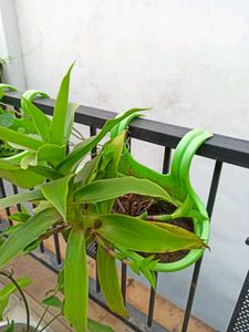Live Basket Plant (Large, without pot)