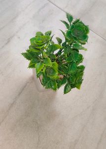 Artificial Small  Show Flower Pot Combo