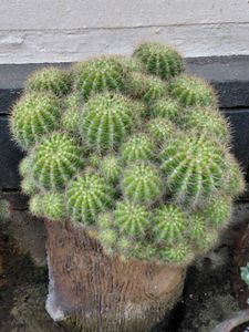 yellow ball cactus 🌵