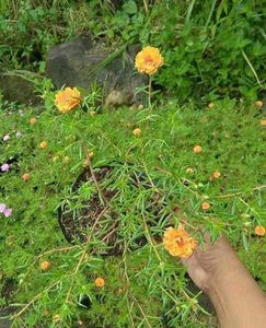 Portulaca Mixed Plant
