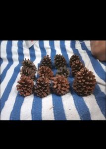5 Pine Cone