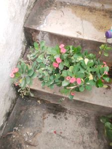 Coron Of Thorn ( Milli   )flower Plant