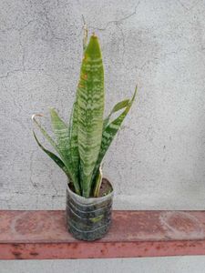 Snake Plant