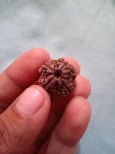 Original 4 mukhi rudraksha📿