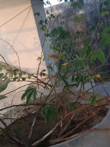 Don't Touch Me Plant 1000 Seed