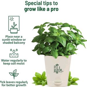 Pot and Bloom Italian Basil Plant Gardening Kit|