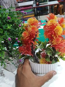 Make Offer 🔥 Plants