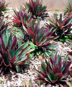 Rio Plant