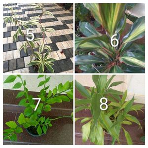 you can select 10 Live root plants