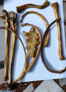 Original Bone Set