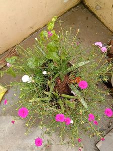 4colourful Plant Stems Just For 50 Ruppes