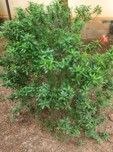 Red Ixora (West Indian jasmine plant)