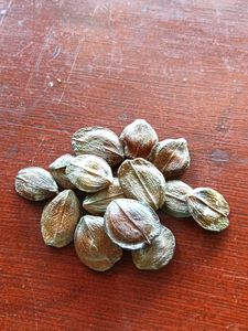 Five Siuli Flower Seeds