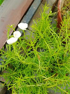 Combo Of 20 Stems OfWhite Portulaca Nd Red Purlane