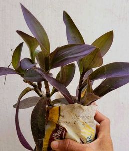 Set 2 Purple 💜 Heart &amp; Money&#39; Plants 🌵