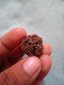 Original 4 mukhi rudraksha📿