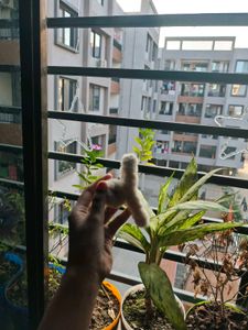 Fluffy White Hair Clip