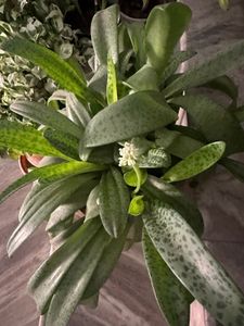 Different Plant Types