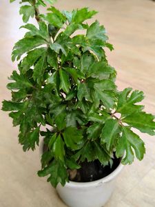Bonsai Aralia Plant with pot