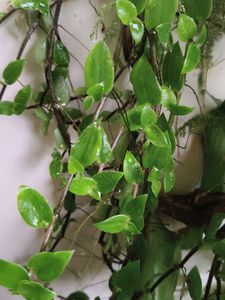 Combo for @thriftstore