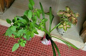 3 set  Colues &Tulasi & Lilly Plants