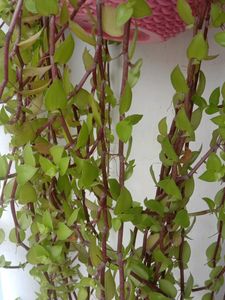 Turtle Vine Cuttings