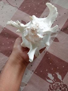 Unique Seashell Decor