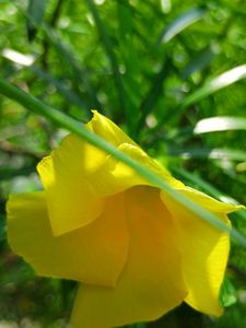 Yellow Oleander Plant